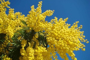 800px-Mimosa_-_Le_Muy